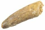 Fossil Spinosaurus Tooth - Real Dinosaur Tooth #360143-1